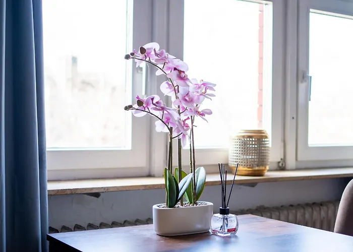 Honeybee Daire Koblenz (Rhineland-Palatinate)